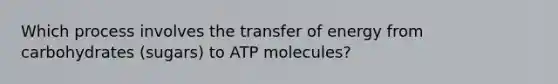 Which process involves the transfer of energy from carbohydrates (sugars) to ATP molecules?