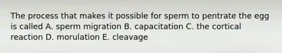 The process that makes it possible for sperm to pentrate the egg is called A. sperm migration B. capacitation C. the cortical reaction D. morulation E. cleavage