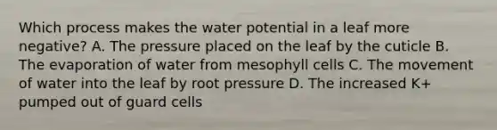 Which process makes the water potential in a leaf more negative? A. The pressure placed on the leaf by the cuticle B. The evaporation of water from mesophyll cells C. The movement of water into the leaf by root pressure D. The increased K+ pumped out of guard cells