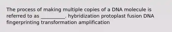 The process of making multiple copies of a DNA molecule is referred to as __________. hybridization protoplast fusion <a href='https://www.questionai.com/knowledge/kAxD8GcgQM-dna-fingerprinting' class='anchor-knowledge'>dna fingerprinting</a> transformation amplification