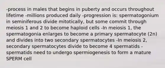 -process in males that begins in puberty and occurs throughout lifetime -millions produced daily -progression is: spermatogonium in seminiferous divide mitotically, but some commit through meiosis 1 and 2 to become haploid cells -In meiosis 1, the spermatogonia enlarges to become a primary spermatocyte (2n) and divides into two secondary spermatocytes -In meiosis 2, secondary spermatocytes divide to become 4 spermatids -spermatids need to undergo spermiogenesis to form a mature SPERM cell