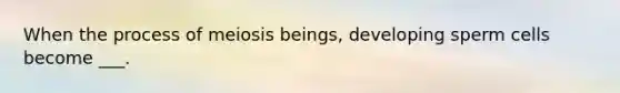 When the process of meiosis beings, developing sperm cells become ___.