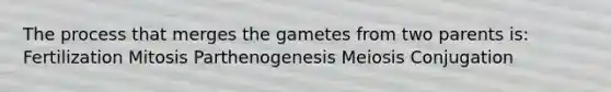 The process that merges the gametes from two parents is: Fertilization Mitosis Parthenogenesis Meiosis Conjugation