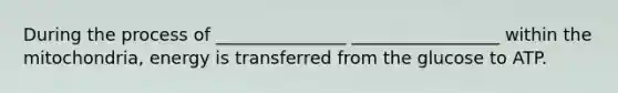 During the process of _______________ _________________ within the mitochondria, energy is transferred from the glucose to ATP.