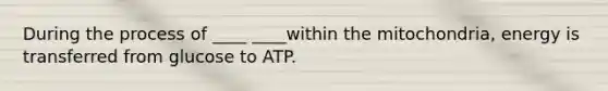 During the process of ____ ____within the mitochondria, energy is transferred from glucose to ATP.