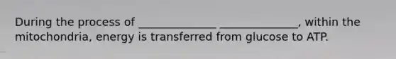 During the process of ______________ ______________, within the mitochondria, energy is transferred from glucose to ATP.