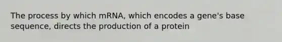 The process by which mRNA, which encodes a gene's base sequence, directs the production of a protein