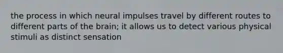 the process in which neural impulses travel by different routes to different parts of the brain; it allows us to detect various physical stimuli as distinct sensation