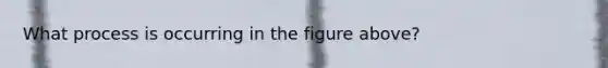 What process is occurring in the figure above?