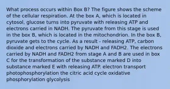 What process occurs within Box B? The figure shows the scheme of the cellular respiration. At the box A, which is located in cytosol, glucose turns into pyruvate with releasing ATP and electrons carried in NADH. The pyruvate from this stage is used in the box B, which is located in the mitochondrion. In the box B, pyruvate gets to the cycle. As a result - releasing ATP, carbon dioxide and electrons carried by NADH and FADH2. The electrons carried by NADH and FADH2 from stage A and B are used in box C for the transformation of the substance marked D into substance marked E with releasing ATP. electron transport photophosphorylation the citric acid cycle oxidative phosphorylation glycolysis