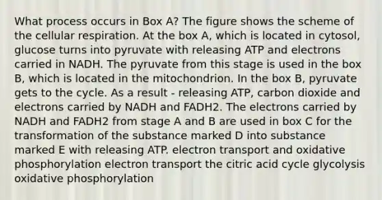 What process occurs in Box A? The figure shows the scheme of the cellular respiration. At the box A, which is located in cytosol, glucose turns into pyruvate with releasing ATP and electrons carried in NADH. The pyruvate from this stage is used in the box B, which is located in the mitochondrion. In the box B, pyruvate gets to the cycle. As a result - releasing ATP, carbon dioxide and electrons carried by NADH and FADH2. The electrons carried by NADH and FADH2 from stage A and B are used in box C for the transformation of the substance marked D into substance marked E with releasing ATP. electron transport and oxidative phosphorylation electron transport the citric acid cycle glycolysis oxidative phosphorylation