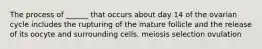 The process of ______ that occurs about day 14 of the ovarian cycle includes the rupturing of the mature follicle and the release of its oocyte and surrounding cells. meiosis selection ovulation