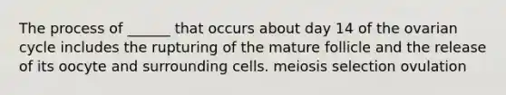 The process of ______ that occurs about day 14 of the ovarian cycle includes the rupturing of the mature follicle and the release of its oocyte and surrounding cells. meiosis selection ovulation