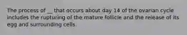 The process of __ that occurs about day 14 of the ovarian cycle includes the rupturing of the mature follicle and the release of its egg and surrounding cells.