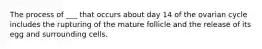 The process of ___ that occurs about day 14 of the ovarian cycle includes the rupturing of the mature follicle and the release of its egg and surrounding cells.