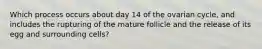 Which process occurs about day 14 of the ovarian cycle, and includes the rupturing of the mature follicle and the release of its egg and surrounding cells?