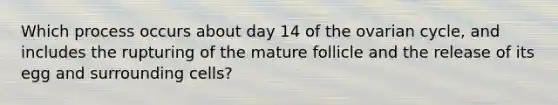 Which process occurs about day 14 of the ovarian cycle, and includes the rupturing of the mature follicle and the release of its egg and surrounding cells?