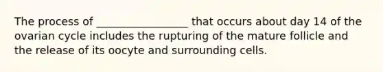 The process of _________________ that occurs about day 14 of the ovarian cycle includes the rupturing of the mature follicle and the release of its oocyte and surrounding cells.