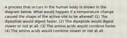 A process that occurs in the human body is shown in the diagram below. What would happen if a temperature change caused the shape of the active site to be altered? (1) The dipeptide would digest faster. (2) The dipeptide would digest slower or not at all. (3) The amino acids would combine faster. (4) The amino acids would combine slower or not at all.