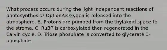 What process occurs during the light-independent reactions of photosynthesis? OptionA:Oxygen is released into the atmosphere. B. Protons are pumped from the thylakoid space to the stroma. C. RuBP is carboxylated then regenerated in the Calvin cycle. D. Triose phosphate is converted to glycerate 3-phosphate.