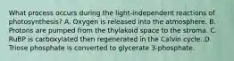 What process occurs during the light-independent reactions of photosynthesis? A. Oxygen is released into the atmosphere. B. Protons are pumped from the thylakoid space to the stroma. C. RuBP is carboxylated then regenerated in the Calvin cycle. D. Triose phosphate is converted to glycerate 3-phosphate.