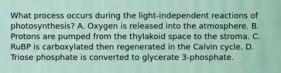 What process occurs during the light-independent reactions of photosynthesis? A. Oxygen is released into the atmosphere. B. Protons are pumped from the thylakoid space to the stroma. C. RuBP is carboxylated then regenerated in the Calvin cycle. D. Triose phosphate is converted to glycerate 3-phosphate.