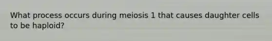 What process occurs during meiosis 1 that causes daughter cells to be haploid?