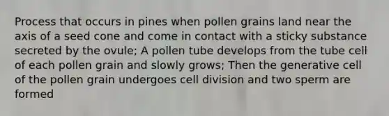 Process that occurs in pines when pollen grains land near the axis of a seed cone and come in contact with a sticky substance secreted by the ovule; A pollen tube develops from the tube cell of each pollen grain and slowly grows; Then the generative cell of the pollen grain undergoes <a href='https://www.questionai.com/knowledge/kjHVAH8Me4-cell-division' class='anchor-knowledge'>cell division</a> and two sperm are formed