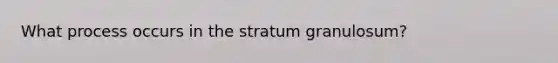 What process occurs in the stratum granulosum?