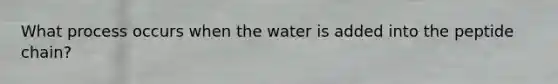 What process occurs when the water is added into the peptide chain?