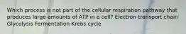 Which process is not part of the cellular respiration pathway that produces large amounts of ATP in a cell? Electron transport chain Glycolysis Fermentation Krebs cycle