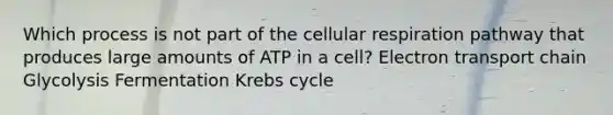 Which process is not part of the cellular respiration pathway that produces large amounts of ATP in a cell? Electron transport chain Glycolysis Fermentation <a href='https://www.questionai.com/knowledge/kqfW58SNl2-krebs-cycle' class='anchor-knowledge'>krebs cycle</a>