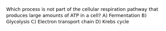 Which process is not part of the cellular respiration pathway that produces large amounts of ATP in a cell? A) Fermentation B) Glycolysis C) Electron transport chain D) Krebs cycle