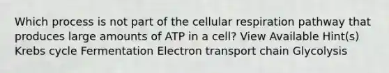 Which process is not part of the cellular respiration pathway that produces large amounts of ATP in a cell? View Available Hint(s) Krebs cycle Fermentation Electron transport chain Glycolysis