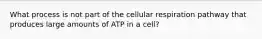 What process is not part of the cellular respiration pathway that produces large amounts of ATP in a cell?