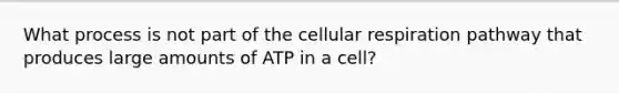 What process is not part of the cellular respiration pathway that produces large amounts of ATP in a cell?