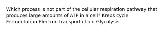 Which process is not part of the cellular respiration pathway that produces large amounts of ATP in a cell? Krebs cycle Fermentation Electron transport chain Glycolysis