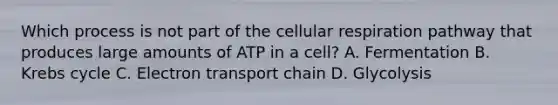 Which process is not part of the cellular respiration pathway that produces large amounts of ATP in a cell? A. Fermentation B. Krebs cycle C. Electron transport chain D. Glycolysis