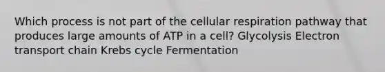 Which process is not part of the cellular respiration pathway that produces large amounts of ATP in a cell? Glycolysis Electron transport chain Krebs cycle Fermentation