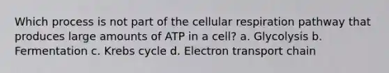 Which process is not part of the cellular respiration pathway that produces large amounts of ATP in a cell? a. Glycolysis b. Fermentation c. Krebs cycle d. Electron transport chain