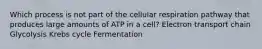 Which process is not part of the cellular respiration pathway that produces large amounts of ATP in a cell? Electron transport chain Glycolysis Krebs cycle Fermentation