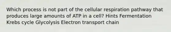 Which process is not part of the cellular respiration pathway that produces large amounts of ATP in a cell? Hints Fermentation Krebs cycle Glycolysis Electron transport chain