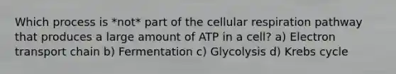 Which process is *not* part of the cellular respiration pathway that produces a large amount of ATP in a cell? a) Electron transport chain b) Fermentation c) Glycolysis d) Krebs cycle