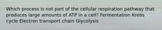 Which process is not part of the cellular respiration pathway that produces large amounts of ATP in a cell? Fermentation Krebs cycle Electron transport chain Glycolysis