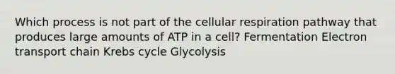 Which process is not part of the cellular respiration pathway that produces large amounts of ATP in a cell? Fermentation Electron transport chain Krebs cycle Glycolysis