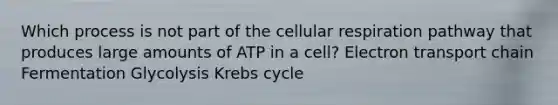 Which process is not part of the cellular respiration pathway that produces large amounts of ATP in a cell? Electron transport chain Fermentation Glycolysis Krebs cycle