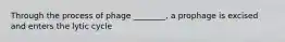 Through the process of phage ________, a prophage is excised and enters the lytic cycle