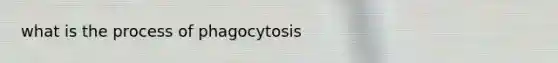 what is the process of phagocytosis