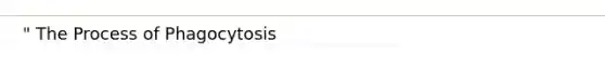 " The Process of Phagocytosis