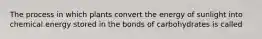 The process in which plants convert the energy of sunlight into chemical energy stored in the bonds of carbohydrates is called